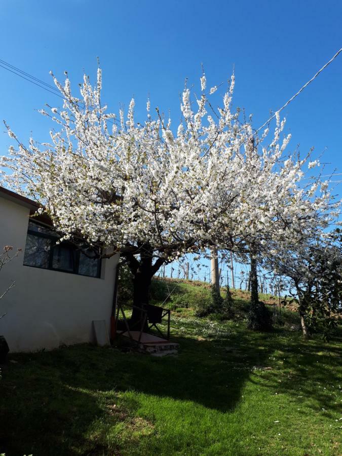 Il Ciliegio Del Pellegrino Apartment Gubbio Bagian luar foto